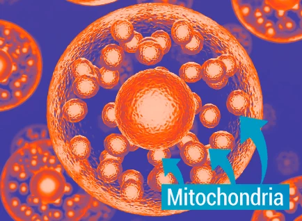 mitolyndsicount
